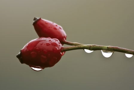 Remarkable Rosehip
