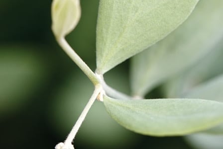 Botanical Balms
