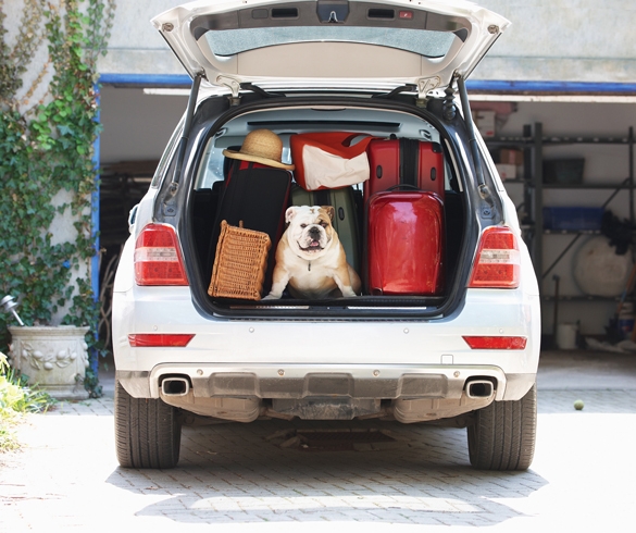 Dog traveling in car with luggage - 12252